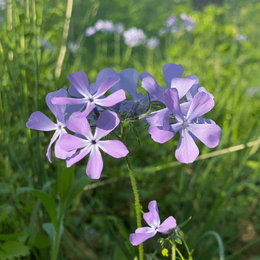 Wild Blue Phlox