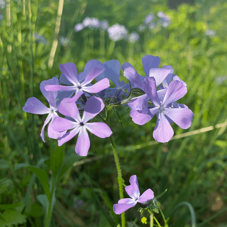 Wild Blue Phlox