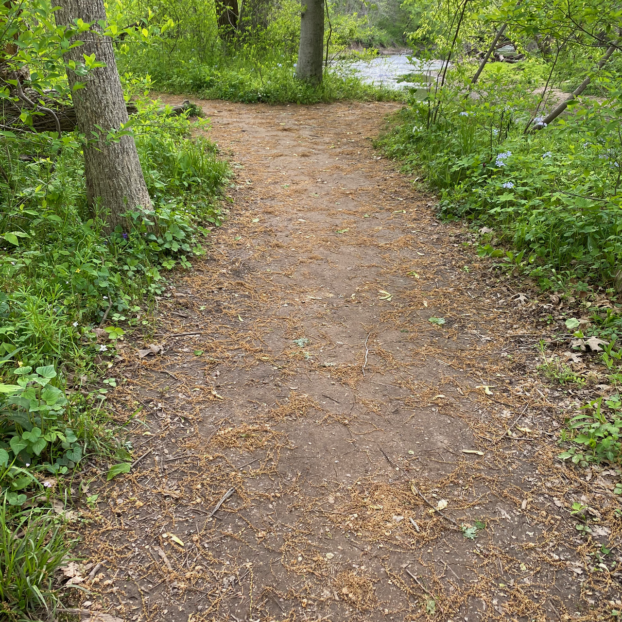 Tree Pollen on the Trail