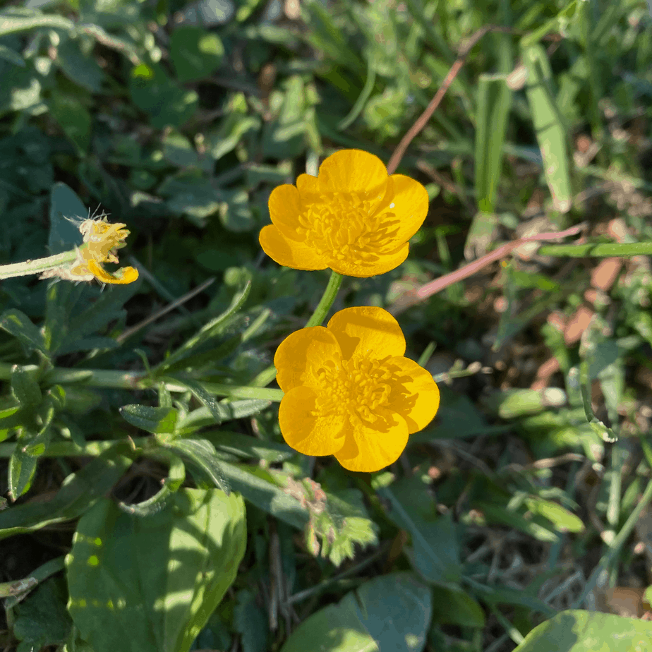 Buttercups - Ranunculus bulbosus