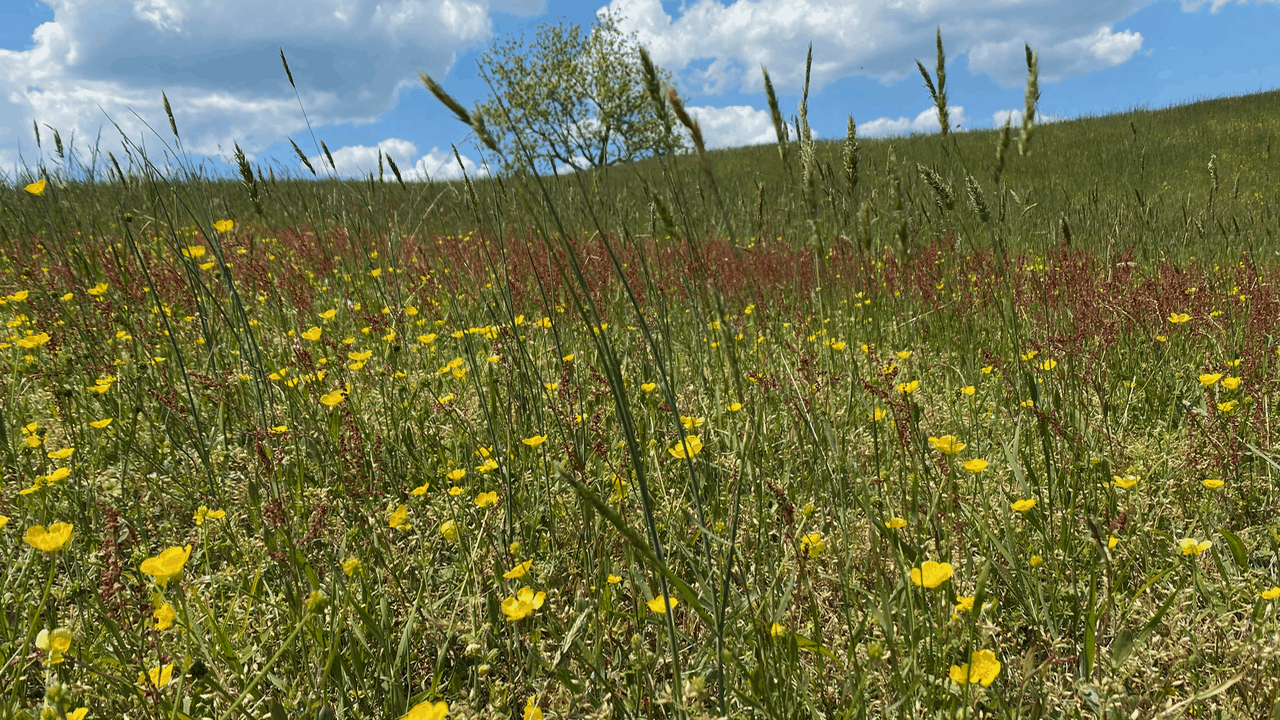 Field of Buttercups