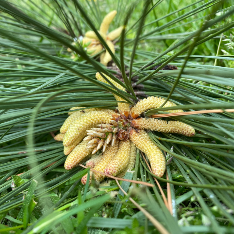 Pine Tree Pollen