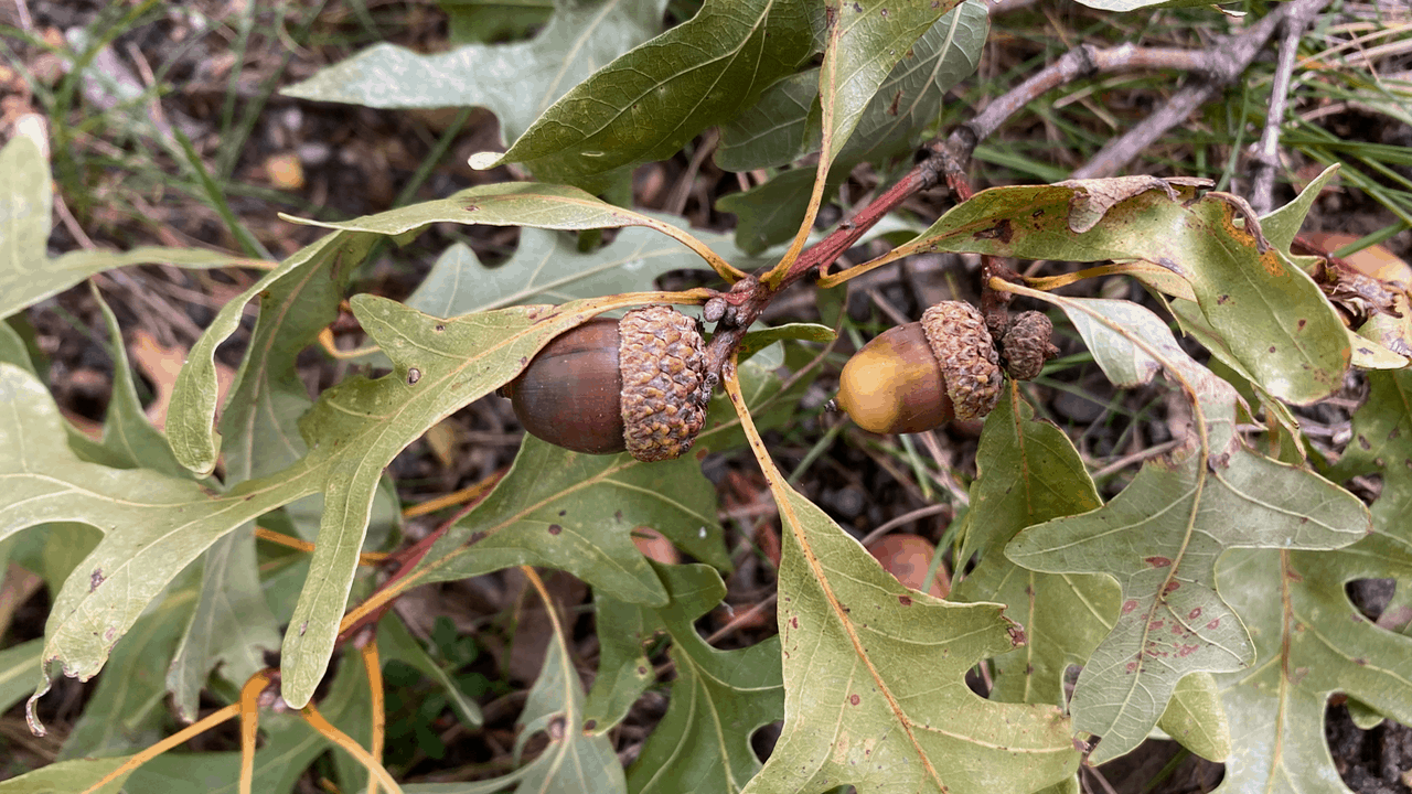 Acorns on an oak tree