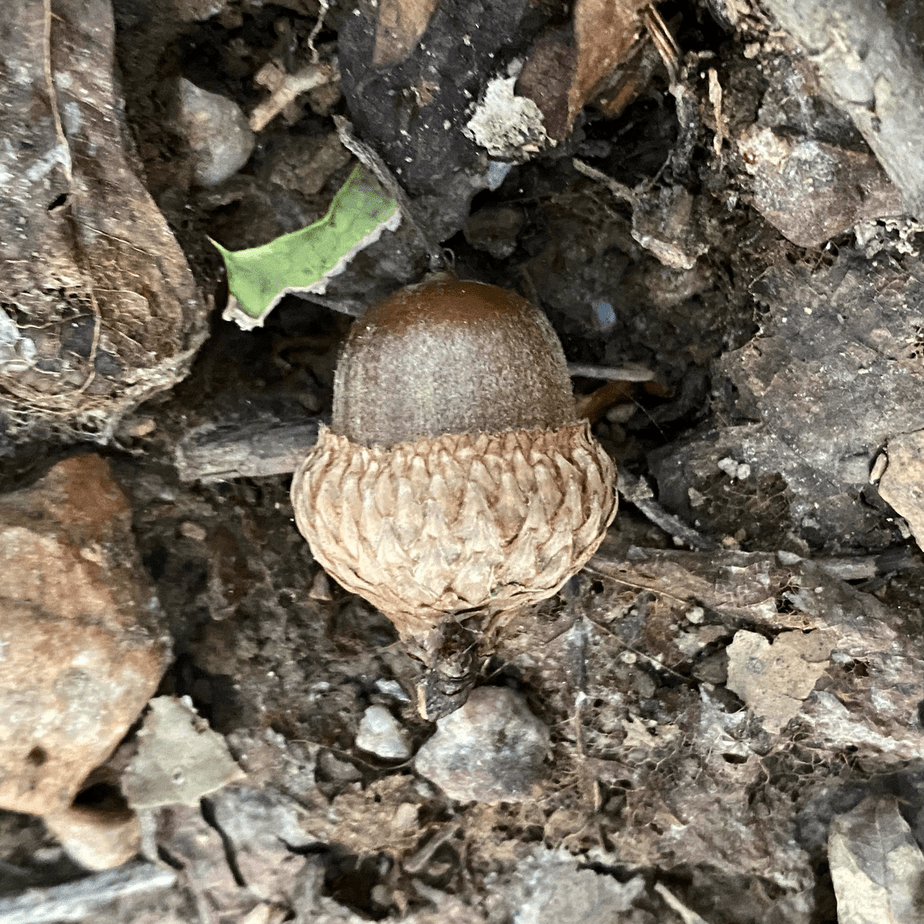 Acorn