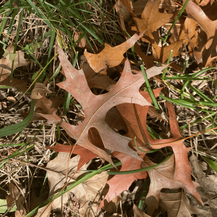 Characteristic Pin Oak Leaves
