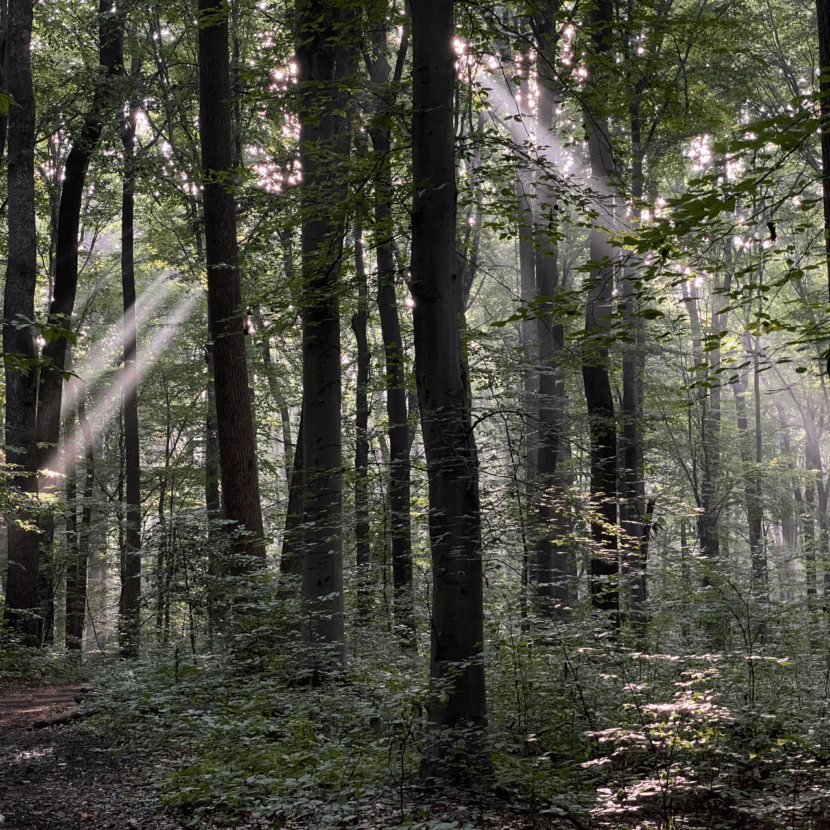 Tips to Keep Tree Roots Healthy