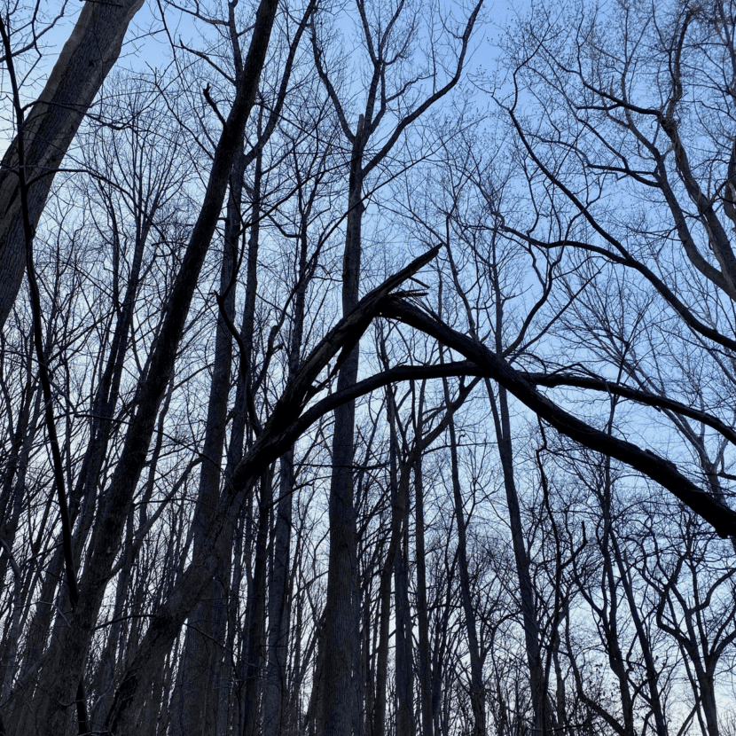 Wind Damage in Trees