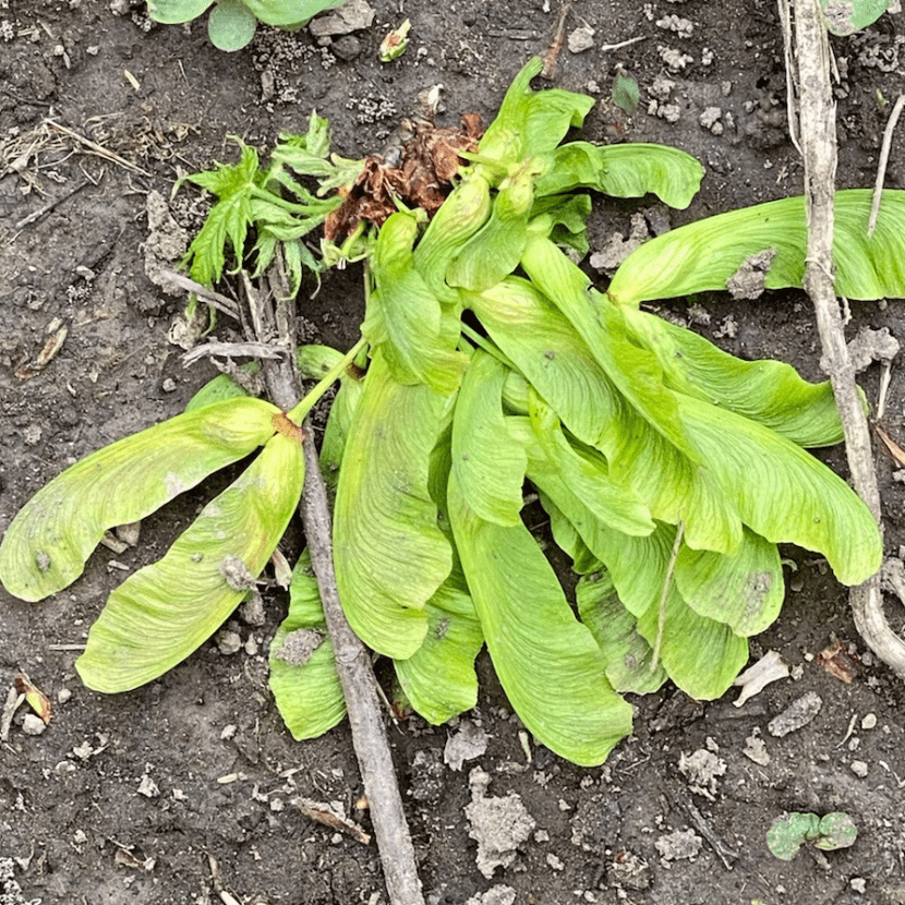 Maple Tree Seeds