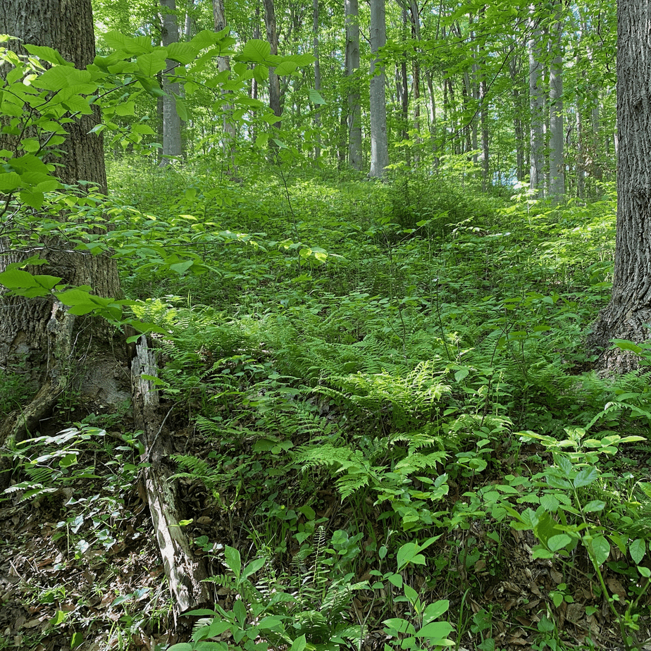 Forest Ferns