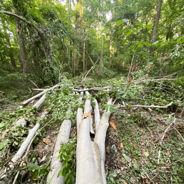 Site of Trunk Failure