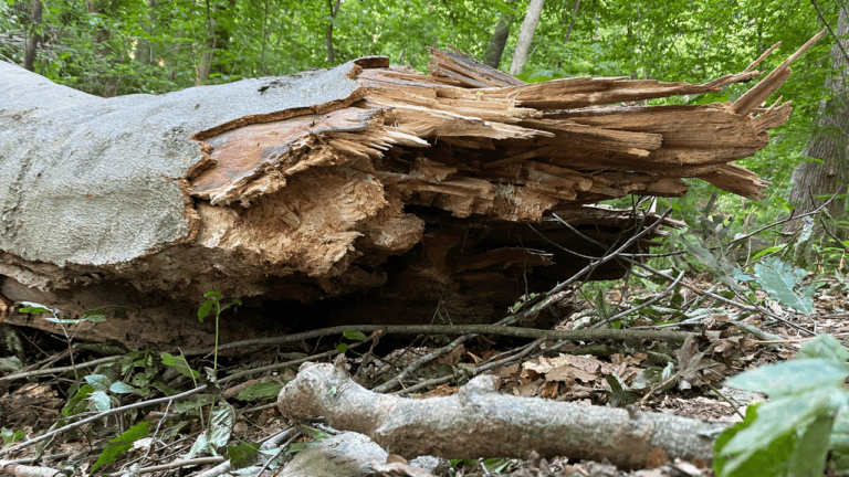 Site of Trunk Failure