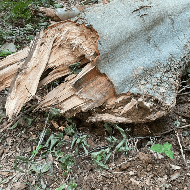 Site of Trunk Failure