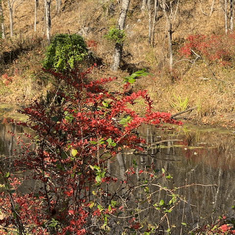 Japanese Barberry