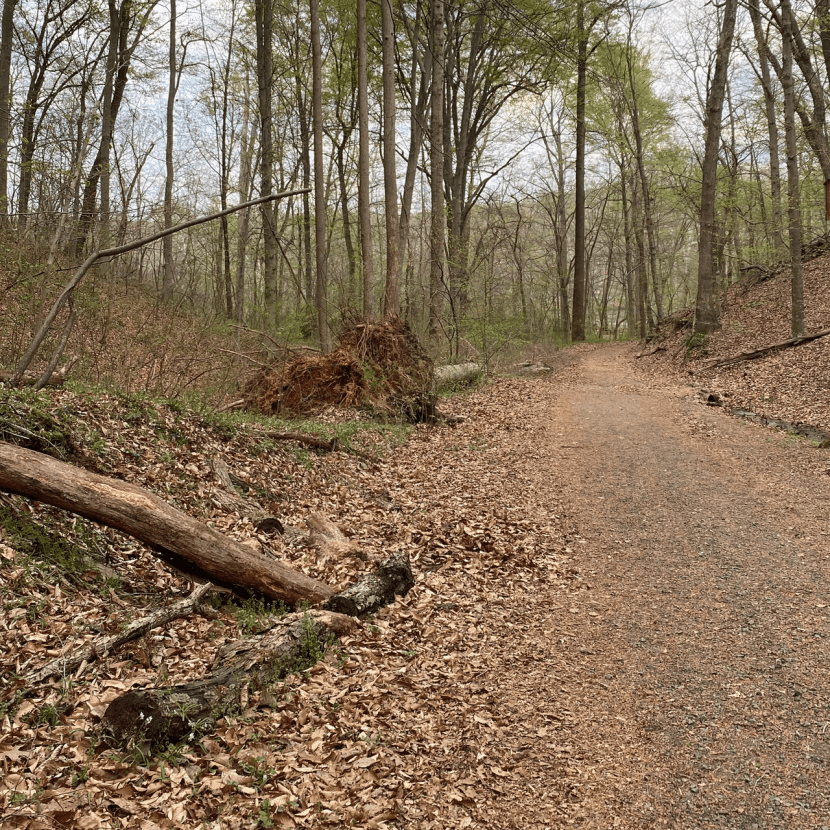 Cutting Tree Roots