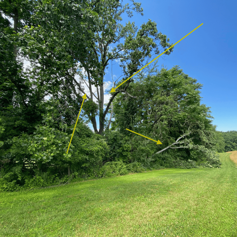 Dangerous Cracked Tree