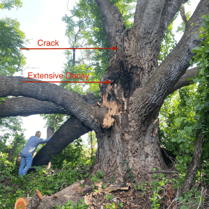 Cracked tree with extensive trunk rot.