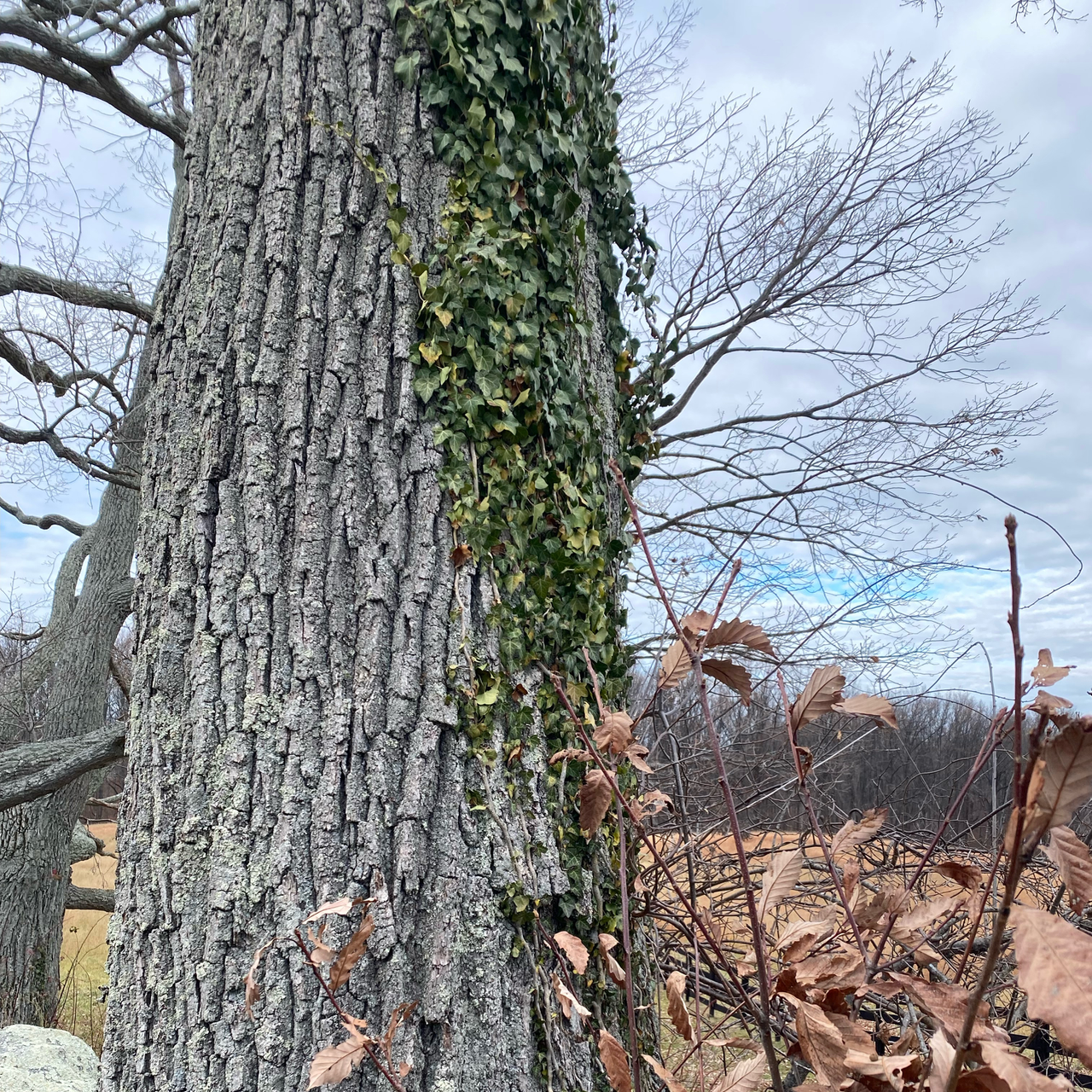 English Ivy and Ivy in General