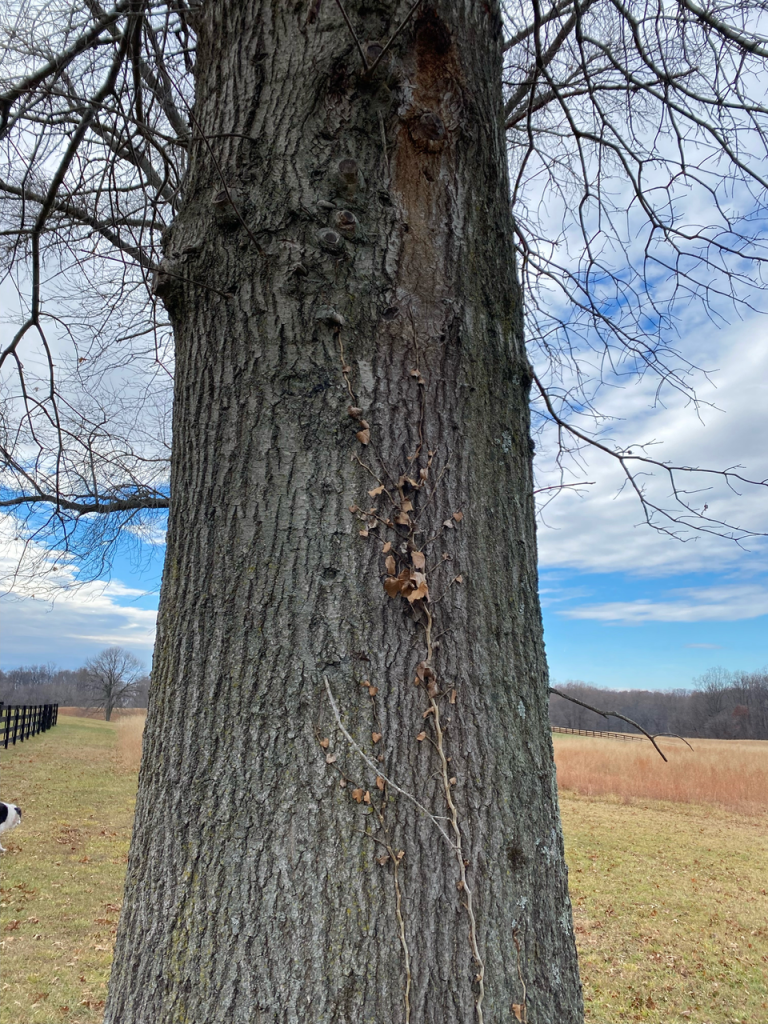 Ivy growing up a tree.