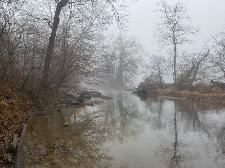 Tree Reflections in the Fog