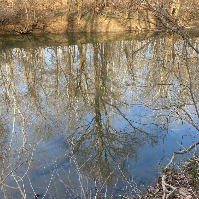 Tree Reflection Photos