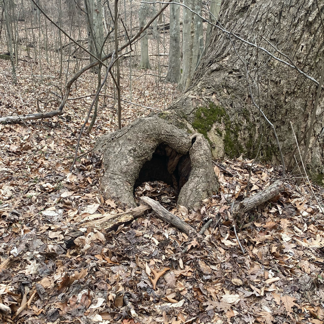 Example of tree wound healing.