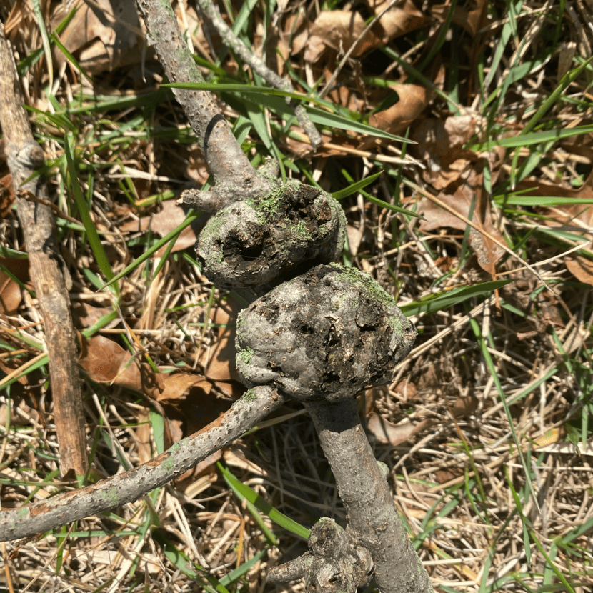 Tree Gall