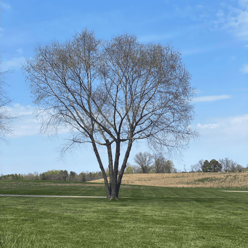 River Birch Tree