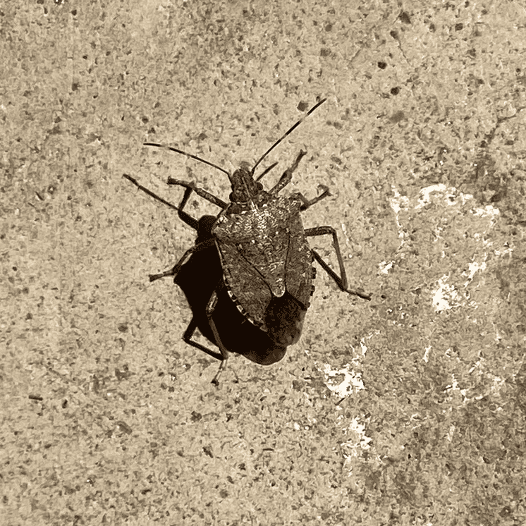 Stink Bug