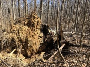 The rootball that shows what rot does to the root structure.