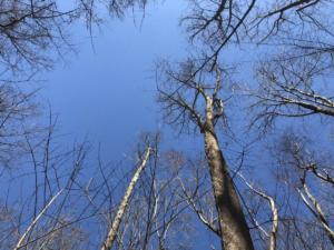 The space in the canopy that the tree once filled.